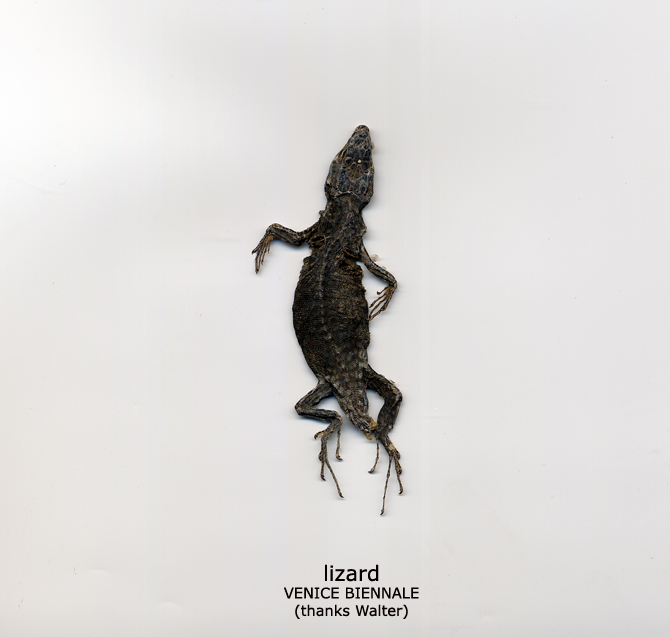 lizard