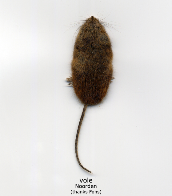 vole